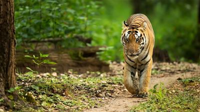 {image.media_title -> f:transform.html())} {image.copyright -> f:transform.html())}